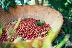 Burundi Coffee